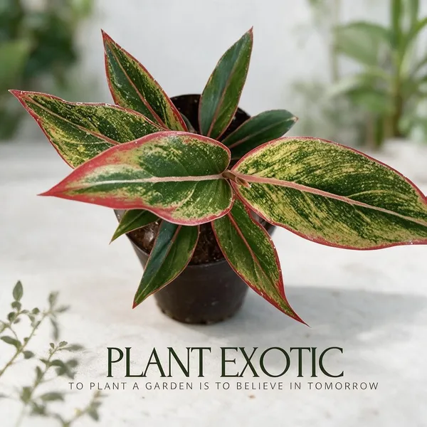 Aglaonema_Indoor_Plant
