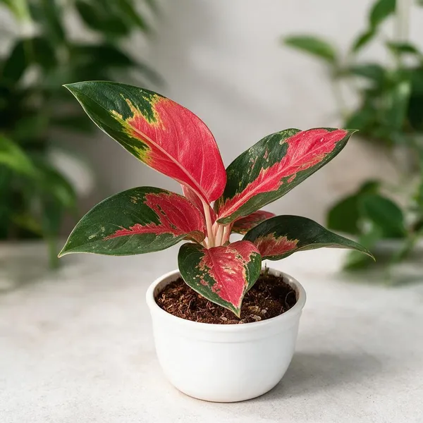 Aglaonema_Indoor_Plant