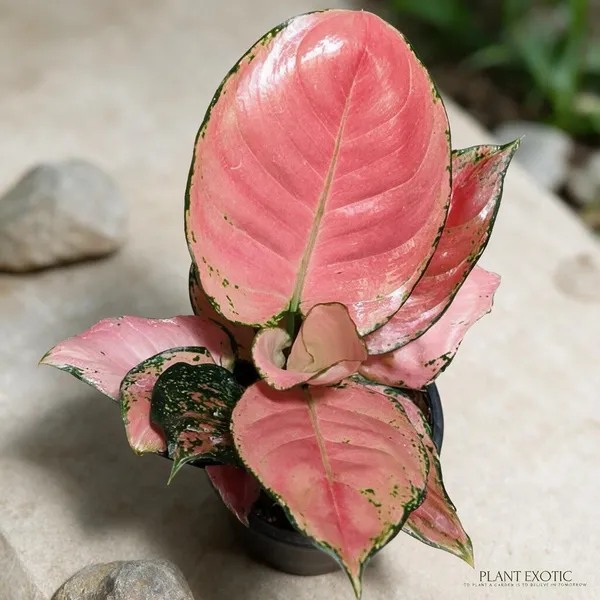 Aglaonema_Indoor_Plant