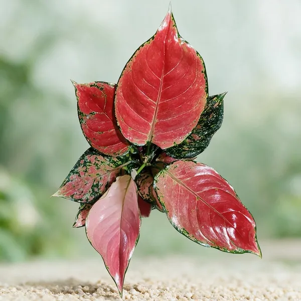 Aglaonema_Indoor_Plant