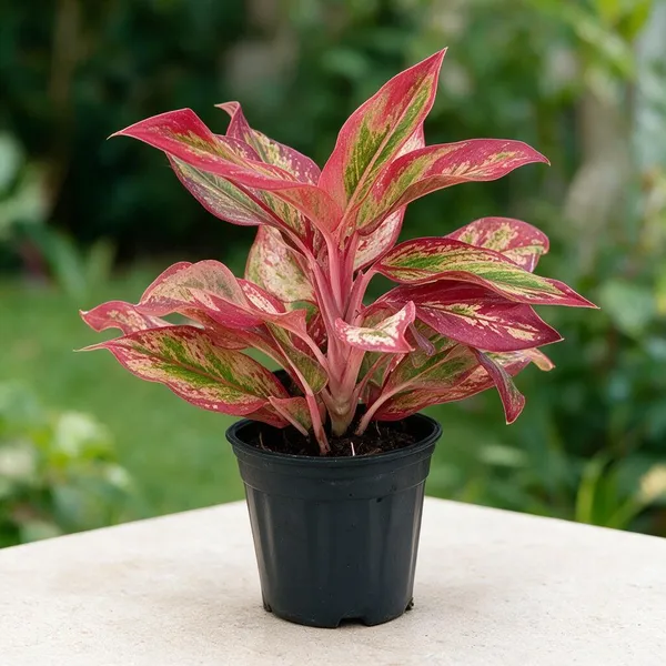 Aglaonema_Indoor_Plant