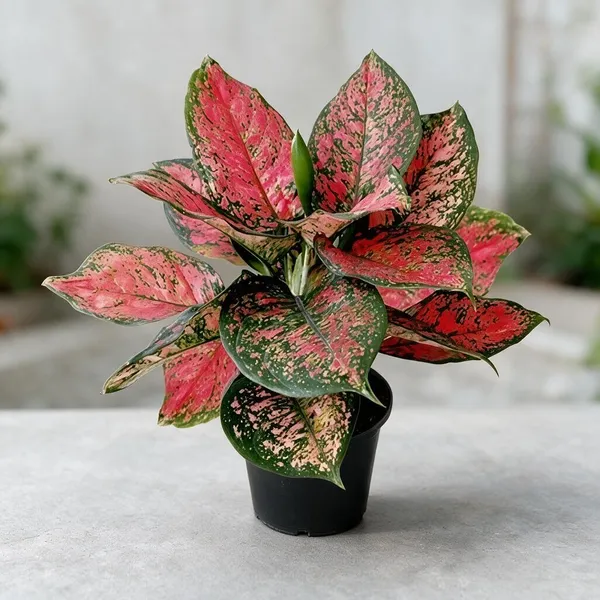 Aglaonema_Indoor_Plant