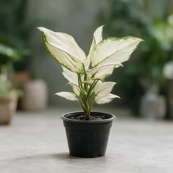 Aglaonema_Indoor_Plant