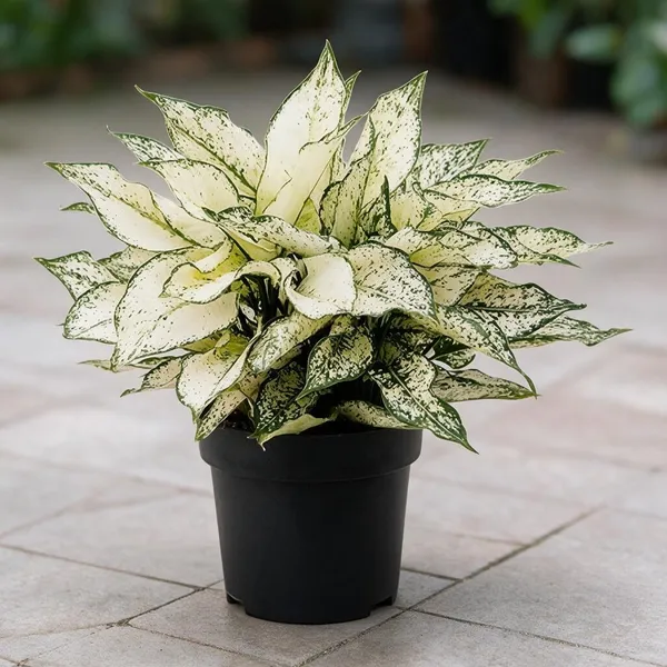 Aglaonema_Indoor_Plant