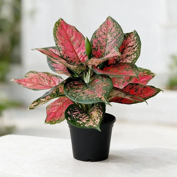 Aglaonema_Indoor_Plant