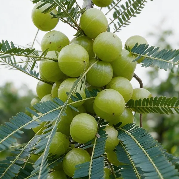 Amla_Fruit_Plant