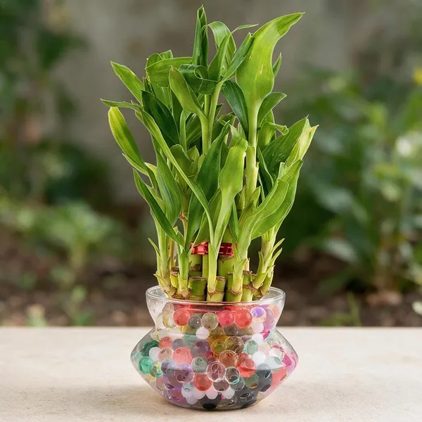 Lucky_Bamboo_Plant_With_Pot