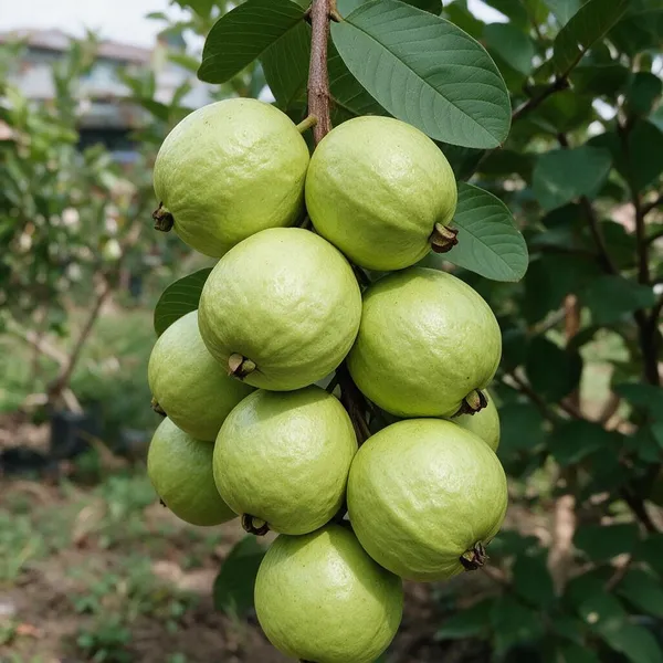 Guava_Grafted_Fruit_Plant
