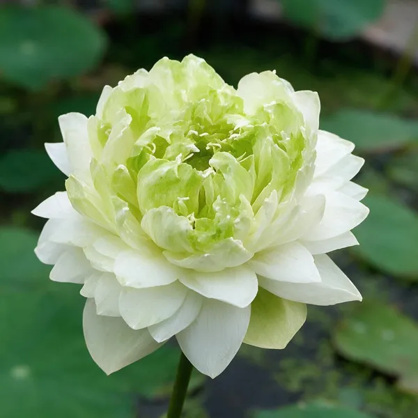 Lotus_Tuber_Plant_For_Water_Garden