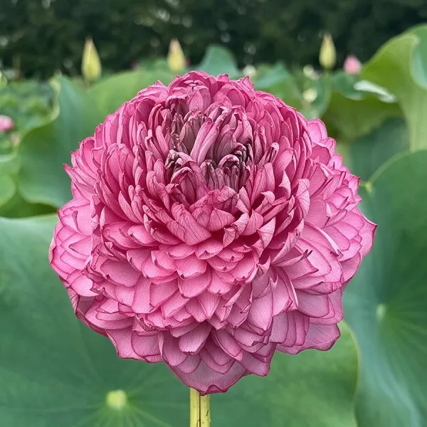Lotus_Tuber_Plant