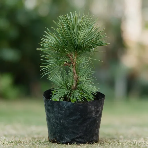 Pine_Plant_With_Pot