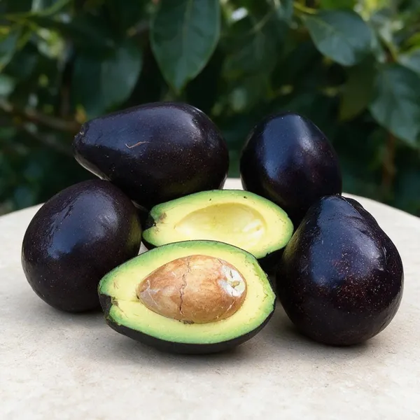 Avocado_Fruit_Plant