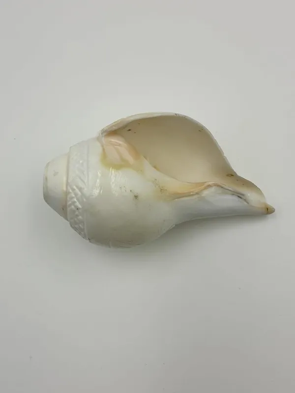 Puri_Jagannath_Dham_Original_Loud_Blowing_Natural_Jal_Shankh_For_Puja_Ritual_Use_Sound_Producing_White_Sankha_Conch_Shell_For_Home_Mandir_Pooja_Spiritual_Decor_Medium_Size_12_5_Cm