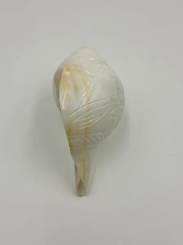 Puri_Jagannath_Dham_Original_Loud_Blowing_Natural_Jal_Shankh_For_Puja_Ritual_Use_Sound_Producing_White_Sankha_Conch_Shell_For_Home_Mandir_Pooja_Spiritual_Decor_Medium_Size_12_5_Cm