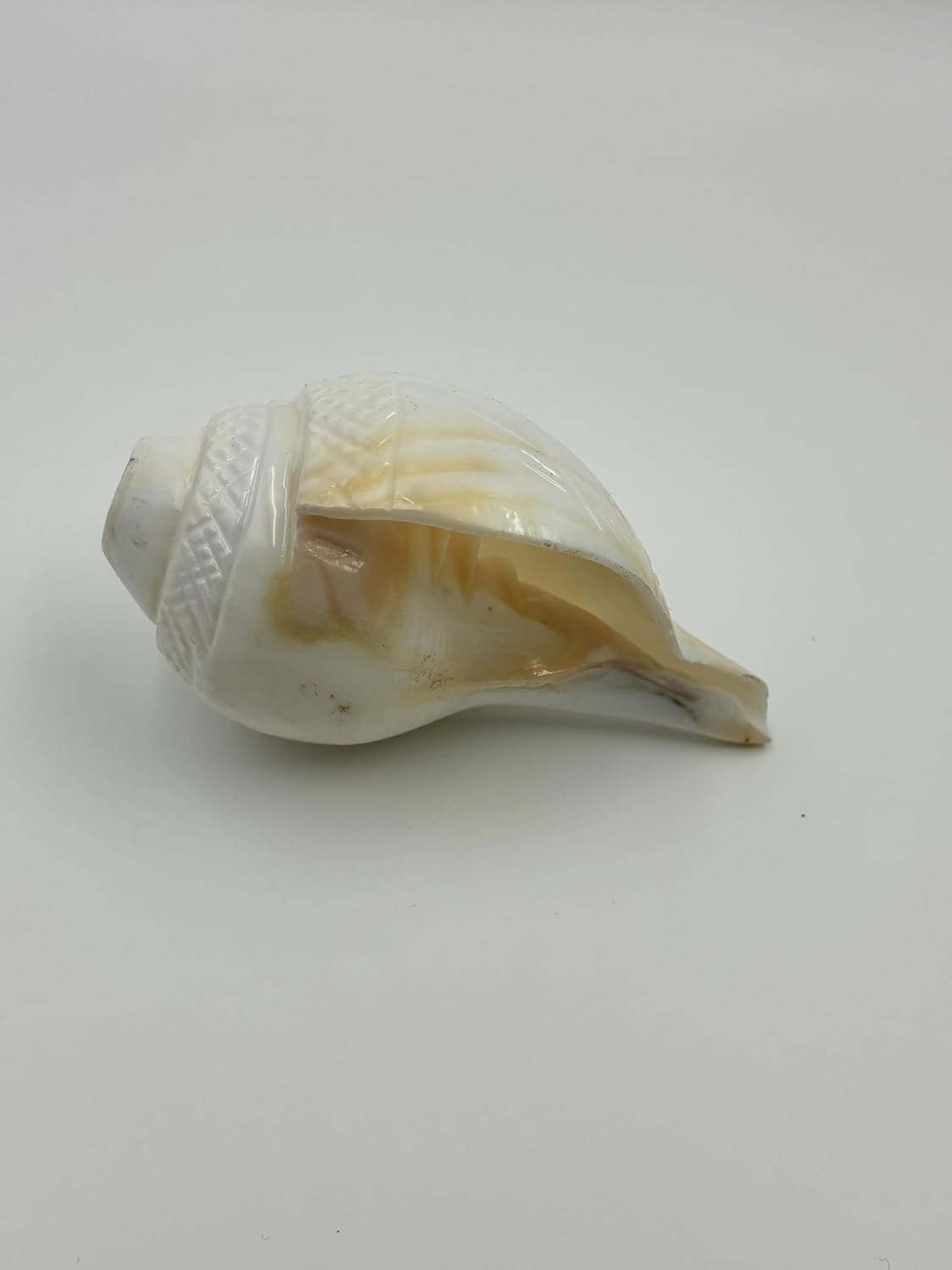Puri_Jagannath_Dham_Original_Loud_Blowing_Natural_Jal_Shankh_For_Puja_Ritual_Use_Sound_Producing_White_Sankha_Conch_Shell_For_Home_Mandir_Pooja_Spiritual_Decor_Medium_Size_12_5_Cm