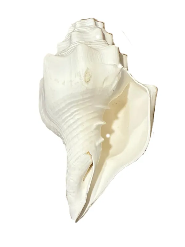 Original_American_Natural_Jal_Shankh_For_Puja_Ritual_Use_Loud_Sound_Producing_White_Sankha_Conch_Shell_For_Home_Mandir_Spiritual_Decor_Small_Size_15_Cm_250_G