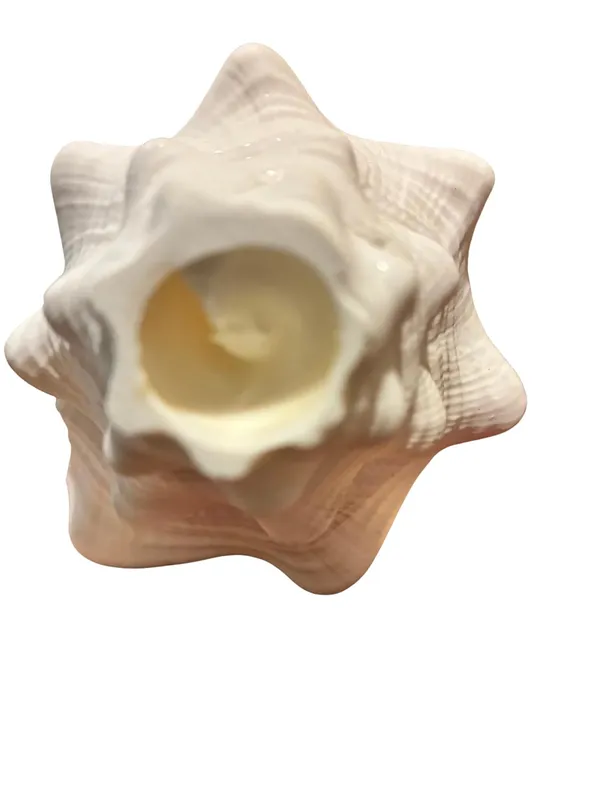 Original_American_Natural_Jal_Shankh_For_Puja_Ritual_Use_Loud_Sound_Producing_White_Sankha_Conch_Shell_For_Home_Mandir_Spiritual_Decor_Small_Size_15_Cm_250_G