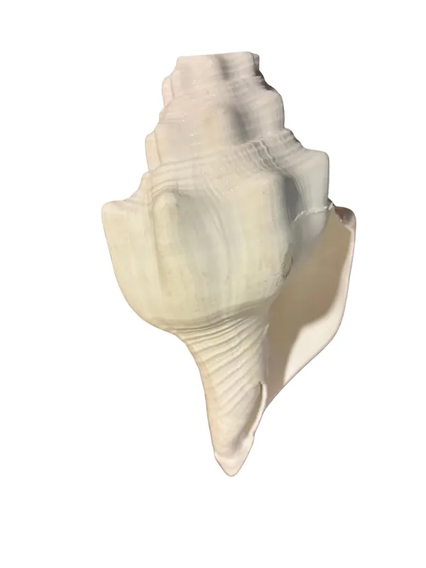 Original_American_Natural_Jal_Shankh_For_Puja_Ritual_Use_Loud_Sound_Producing_White_Sankha_Conch_Shell_For_Home_Mandir_Spiritual_Decor_Small_Size_15_Cm_250_G