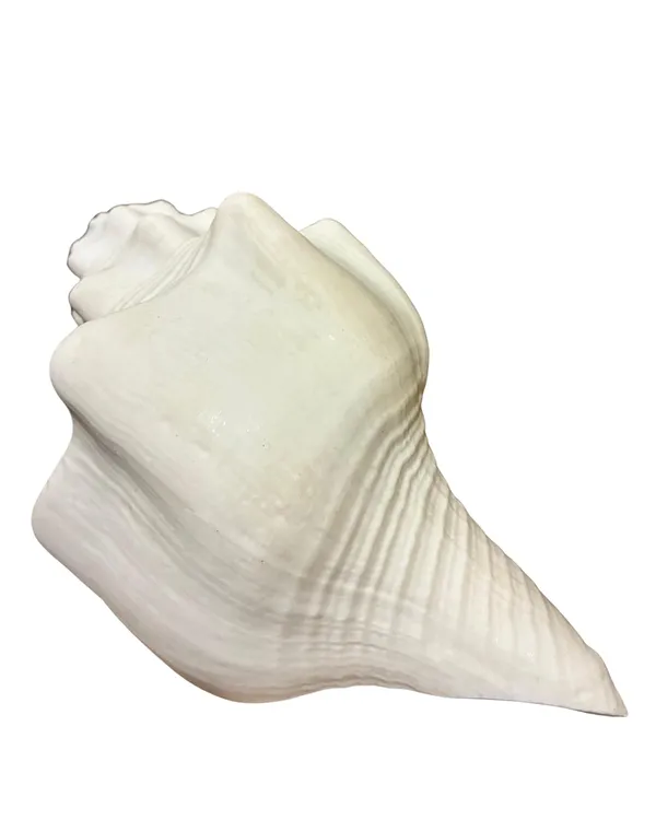 Original_American_Natural_Jal_Shankh_For_Puja_Ritual_Use_Loud_Sound_Producing_White_Sankha_Conch_Shell_For_Home_Mandir_Spiritual_Decor_Small_Size_15_Cm_250_G