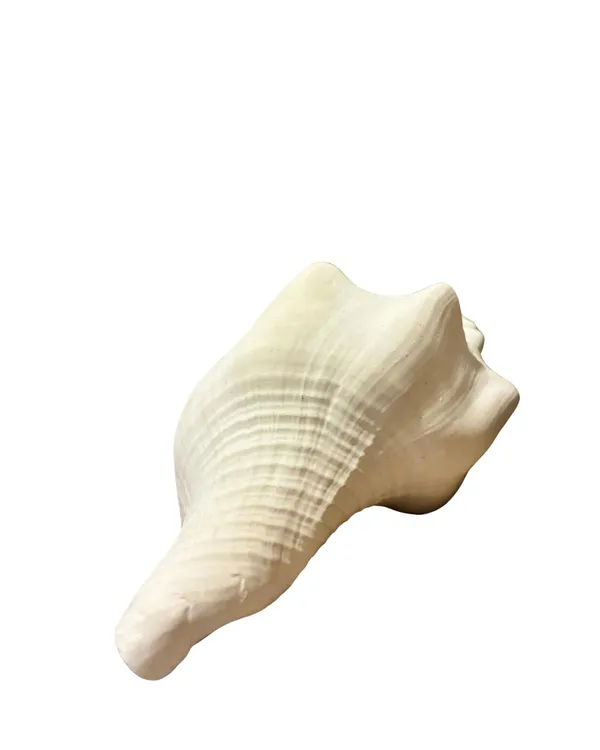 Original_American_Natural_Jal_Shankh_For_Puja_Ritual_Use_Loud_Sound_Producing_White_Sankha_Conch_Shell_For_Home_Mandir_Spiritual_Decor_Small_Size_15_Cm_250_G