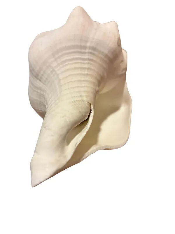 Original_American_Natural_Jal_Shankh_For_Puja_Ritual_Use_Loud_Sound_Producing_White_Sankha_Conch_Shell_For_Home_Mandir_Spiritual_Decor_Small_Size_15_Cm_250_G