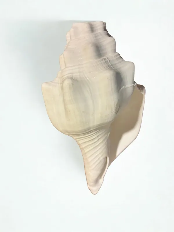 Original_American_Natural_Jal_Shankh_For_Puja_Ritual_Use_Loud_Sound_Producing_White_Sankha_Conch_Shell_For_Home_Mandir_Spiritual_Decor_Small_Size_15_Cm_250_G