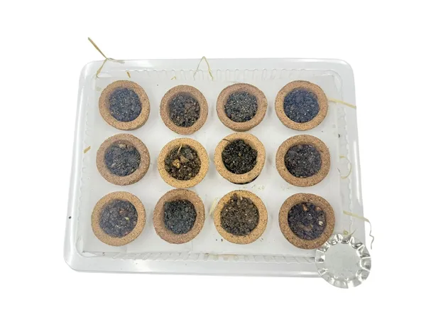 Sambrani_Dhoop_Cups_For_Navratri_Durga_Pooja_Havan_Fragrant_Dhuni_Cups_For_Prayer_Rituals_Meditation_Temple_Use_Sambrani_Aroma_Cups_Pack_Of_12_Pieces