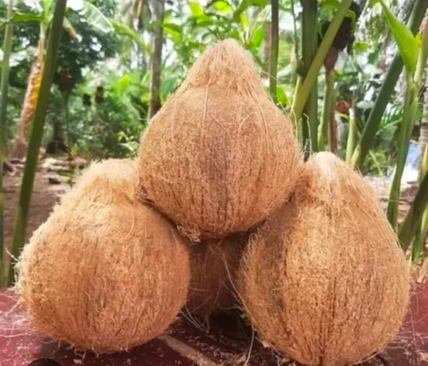 Brown_Whole_Coconuts