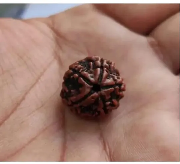 Rudraksha_Bead