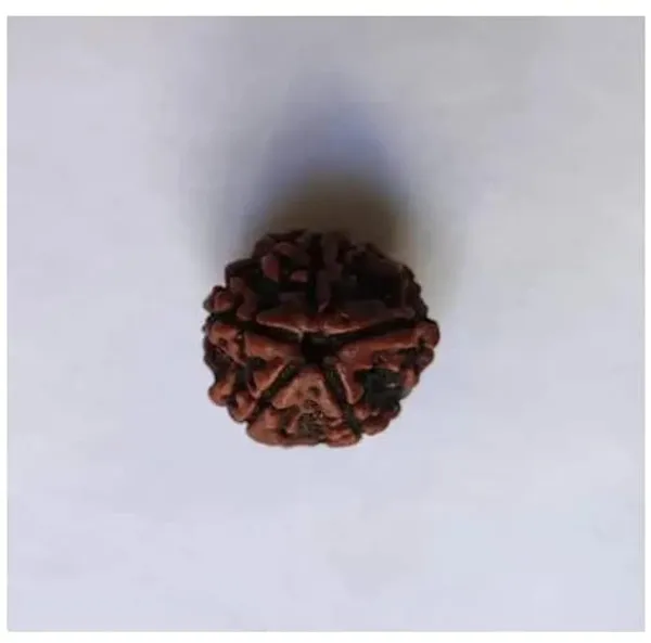 Rudraksha_Bead