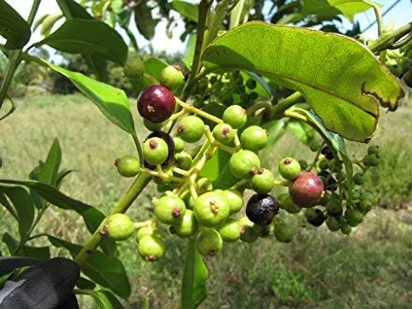 Jamun_Fruit_Plant