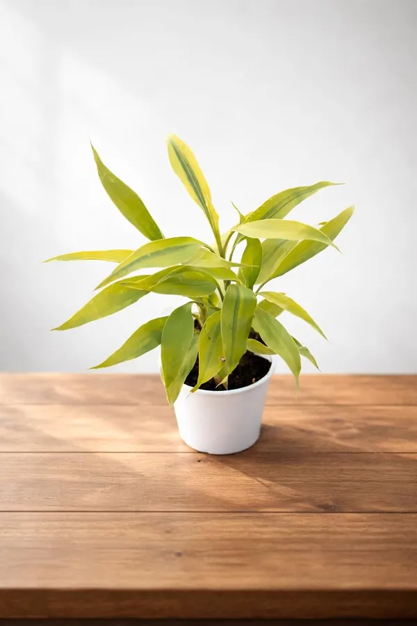 Green_Indoor_Air_Purifying_Plant_With_White_Pot