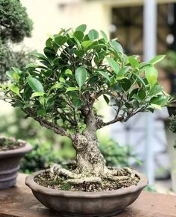 Green_Bonsai_Plant_In_Decorative_Pot