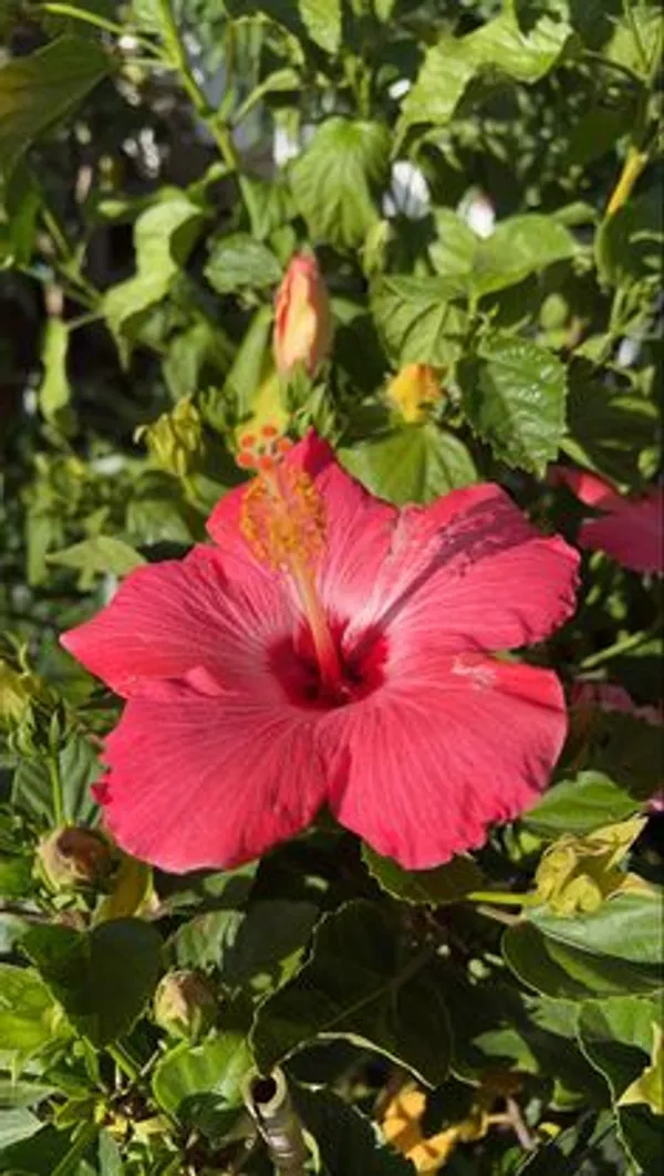 Red_Hibiscus_Flowering_Plant