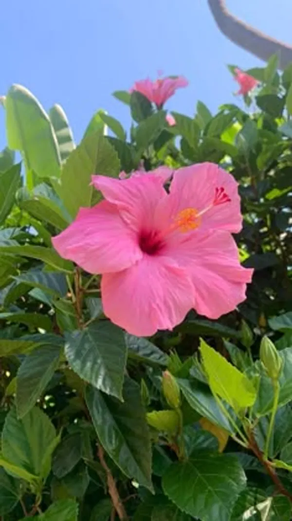 Red_And_Pink_Hibiscus_Flowering_Plant