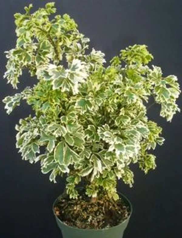 Variegated_Ming_Aralia_Live_Plant