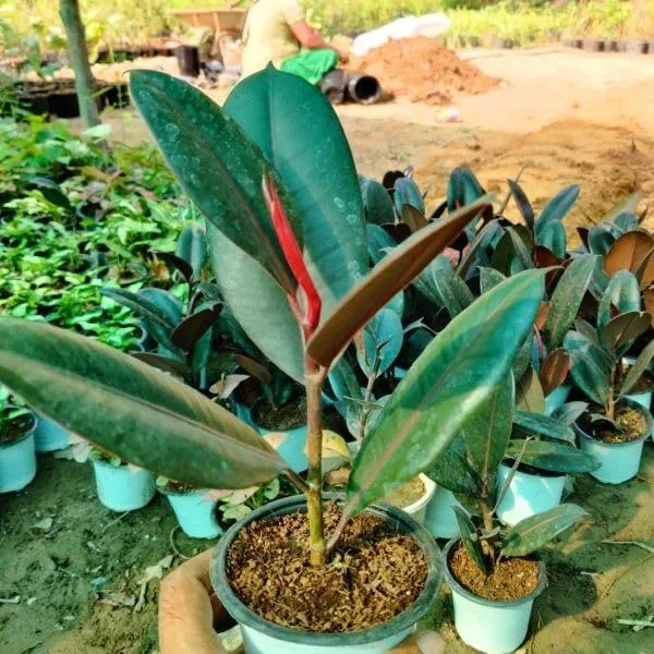 Ficus_Elastica_Rubber_Plant