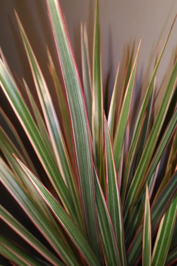 Dracaena_Marginata_Ornamental_Plant