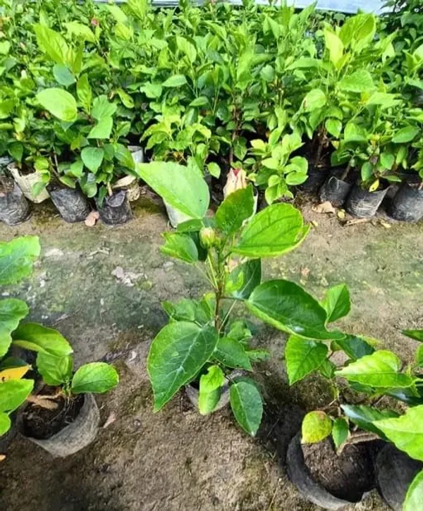 Green_Hibiscus_Live_Plant