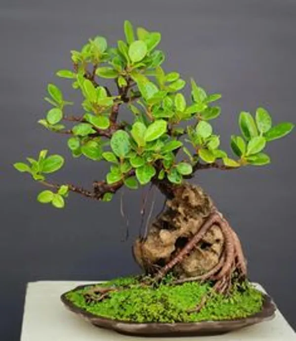 Green_Bonsai_Plant_In_Decorative_Pot