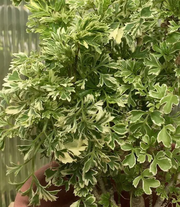 Variegated_Ming_Aralia_Live_Plant