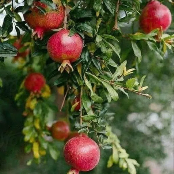 Pomegranate_Fruit_Plant
