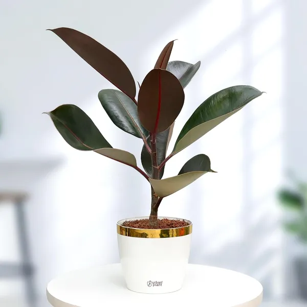 Ficus_Elastica_Rubber_Plant
