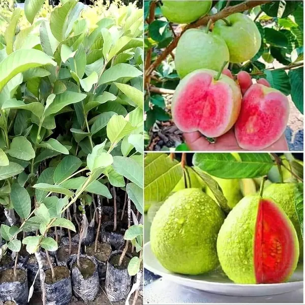 Fresh_Green_Guava