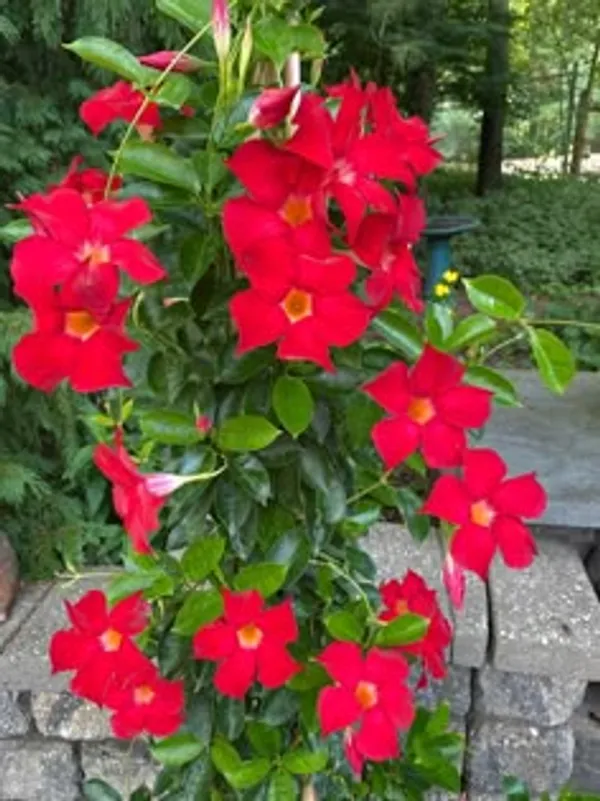 Pink_Mandevilla_Flowering_Plant