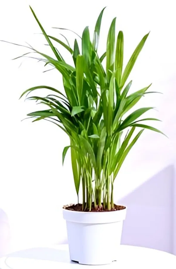 Green_Potted_Live_Foliage_Plant