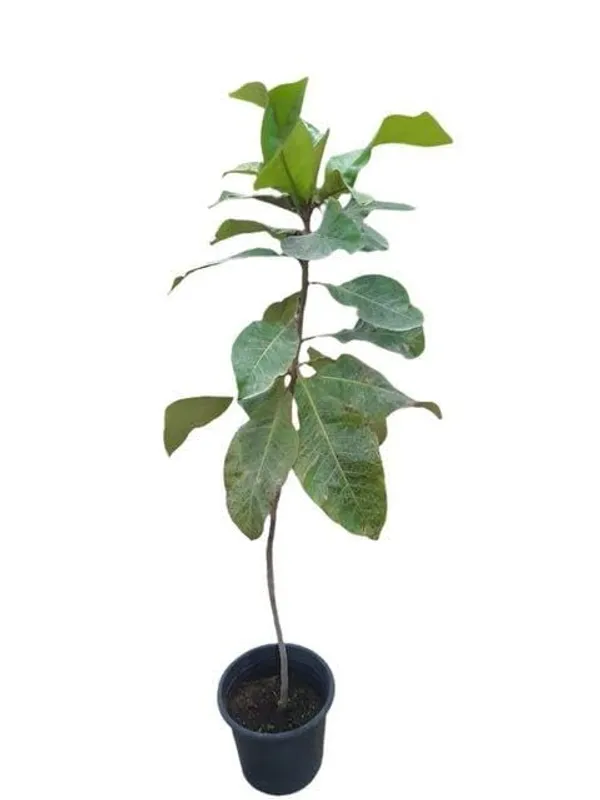 Live_Mango_Fruit_Plant_With_Green_Mangoes