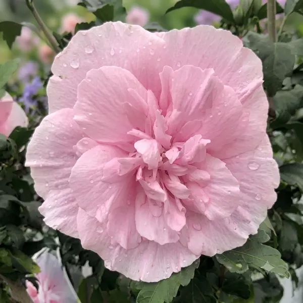 Natural_Live_Hibiscus_Plant_For_Gardening