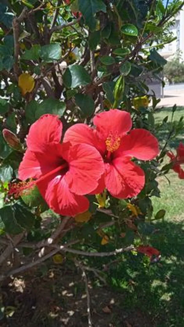 Red_Hibiscus_Flowering_Plant