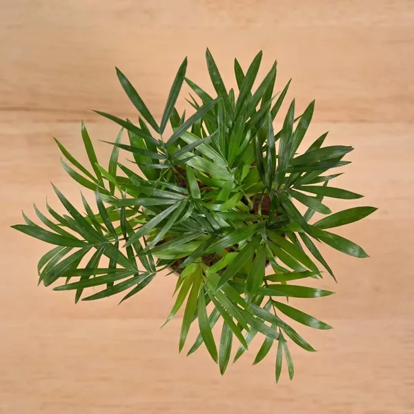 Areca_Palm_Live_Indoor_Plant_With_Pot